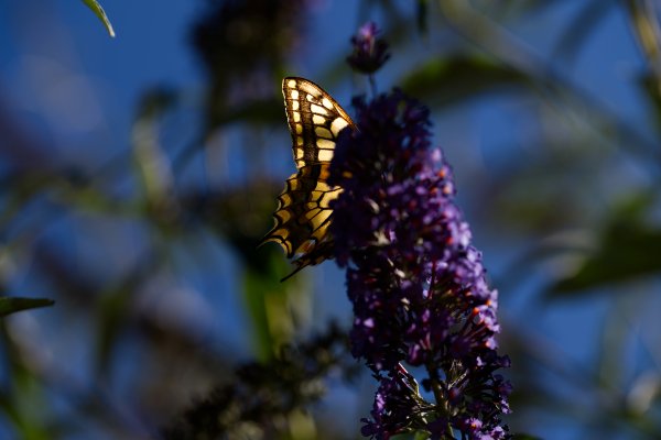 Photo 005