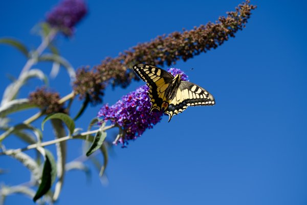 Photo 012